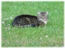 katt - katt