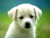 labrador retriever - a white labrador retriever puppy