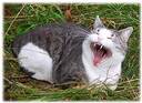 katt2 - one more cat