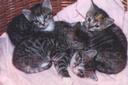kattungar - small cats