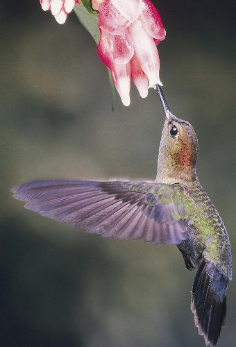 Hummingbirds - The looks so beautiful yet they are flapping their wings SO hard to stay in the air. That is SO me (except the beautiful part!!).
