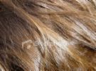 hair - photo of hair