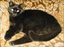 black cat - cat