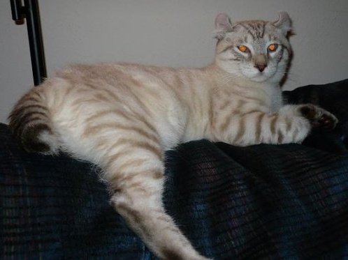 my cats brother at 1 years old - highlander cat