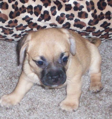 Hemi Layla - This is our Puggle Jug. She has a name now, Hemi Layla.