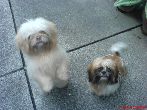 'Man's Bestfriend' - 'Dogs are uniquely created. They're one of its kind!'   Blink and Bright, my dogs.