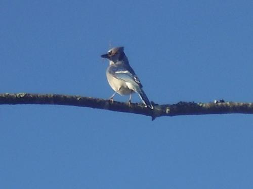 Bird - A blue bird in my backyard.