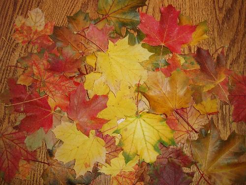big colorful leaves - a pile of all leaves