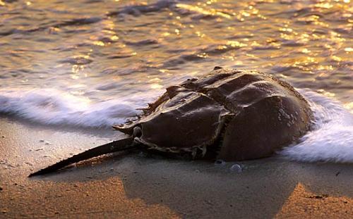 Weird Creature - Weird Creature Animals in the sea