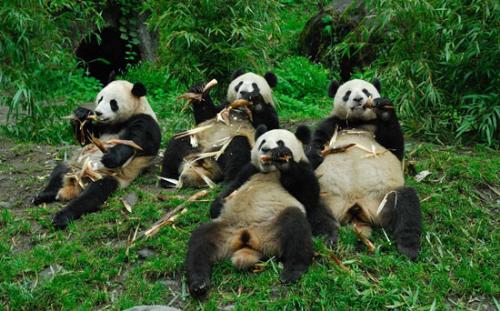 Happy Family Pandas - Happy Pandas, seems they are enjoying their meals