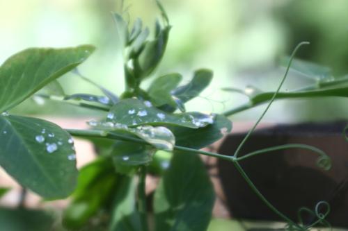 peas - peapods