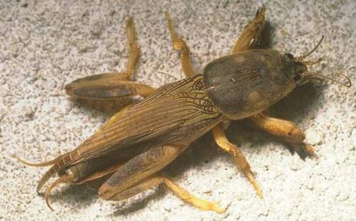Mole Cricket - This is a mole cricket. They are supposedly everywhere, you just don't see them much. They grow to be several inches long.