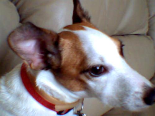 my cute dog  - this is a close up photo of my cute dog "jackie".