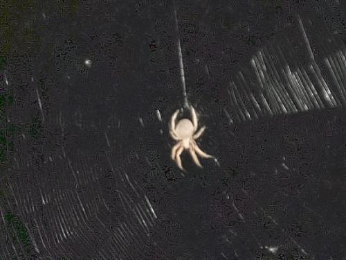 Gross Looking - huge,gross, and disgusting looking