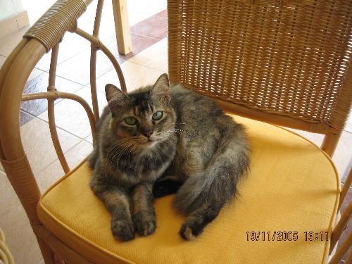 toffee - toffee~ ain't she cute?