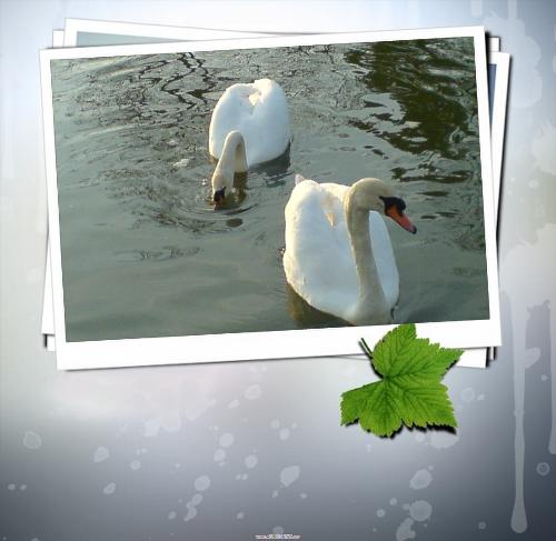 couple - happy couple