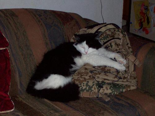 my oreo - this is a pic of one of my cats oreo