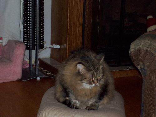 sassy - sassy my old kitty