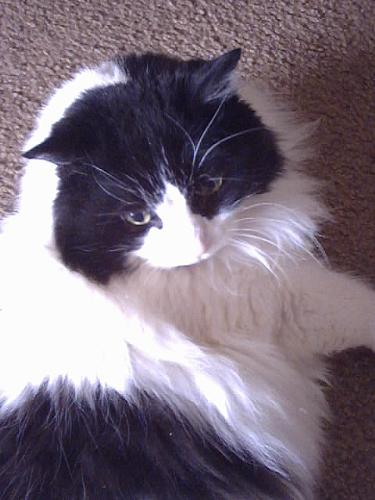 Kashmeresmycat - Just a little picture of my best friend.