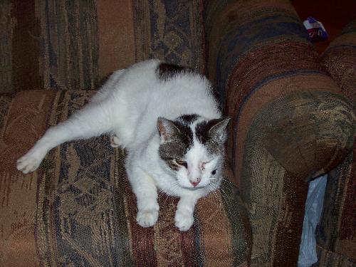 mouch - This is the kitty who adopted us he is named mouch and the name fits the way he romps around the nieghbourhood you would think he was still homeless