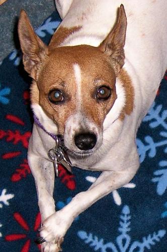My Jack Russell - She is one of the loves in my life.