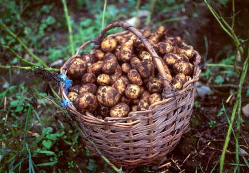 Potato - Potato just from the land Potato - Potato just from the land
