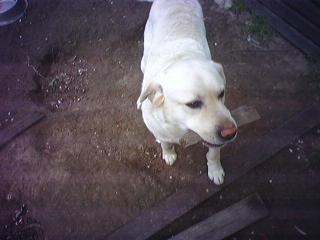 My Labrador Asguard - My beaut puppy, and yes named after the little green men from stargate sg-1
