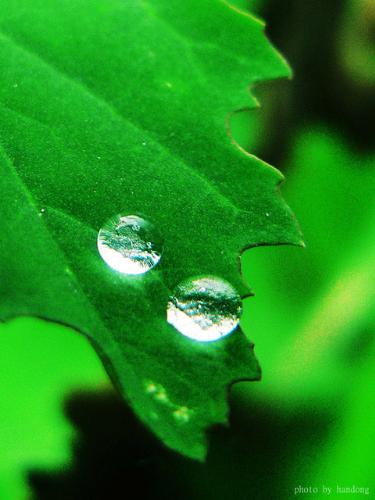 leave - beautiful,peaceful,comfortble. I like green leave,it bring me a good mood