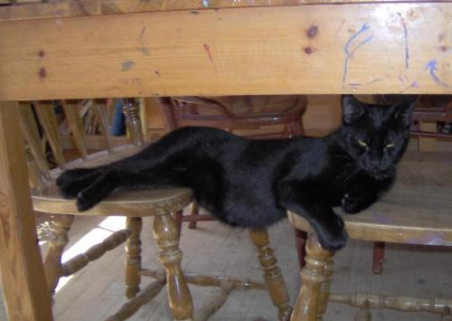 Ping - This photo is of my cat Ping (Yes, he did the chair thing himself, rofl), who sadly ran away about a year ago. We've seen him around, though we've never been able to catch him. Ping was always the free-est of free spirited cats, and I hope that he is happy and safe roaming his own.