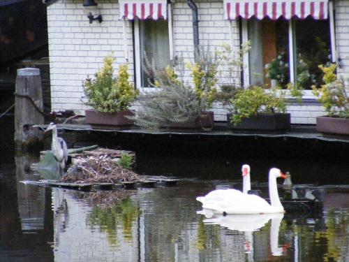 living boat in Amsterdam - living boat and swans and an other bird in Amsterdam canal