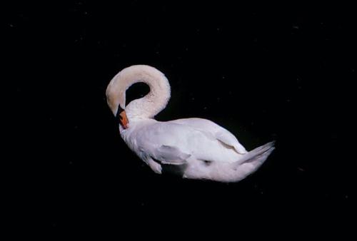 Swan Posing - photo of a swan posing for me