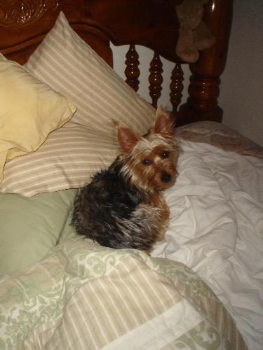My new Kitty! - Yorkshire Terrier Kitty