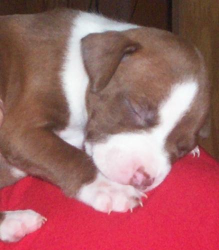 Puppy - Pit bull Puppy. 4 weeks old.