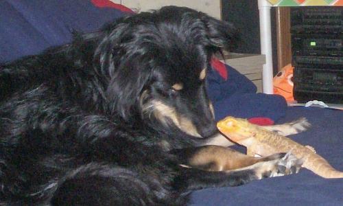 Star and Piston - My dog and our lizard. They are good friends