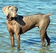 Weimaraner - This is a Weimaraner puppy. I love these dogs. There so pretty