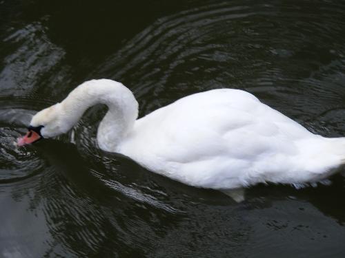 swan in Amsterdam - sweet and beautiful swan posing in a canal in Amsterdam