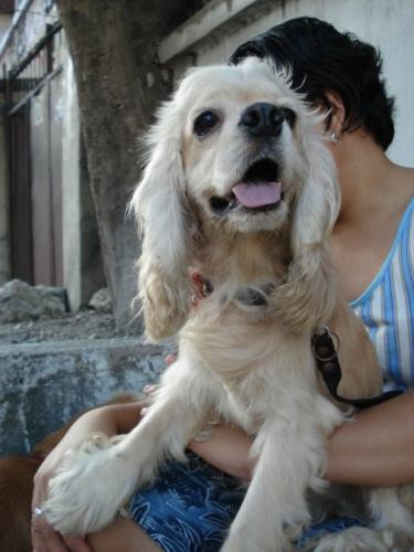 cocker spaniels - tisoy..