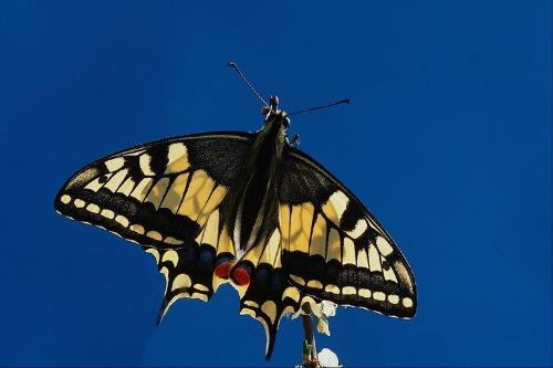 butterfly - black& yellow butter fly