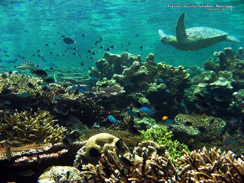 Malaysia - Turtle Diving in Sipadan, Malaysia
