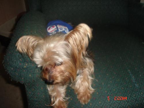 yorky - my fawourite dog