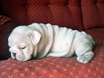 A bulldog, for a change - How about a bit of change of scenery ont he cats page, an english bulldog puppy!