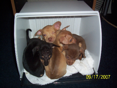 All Pups Sleeping - Just a shot of all the pups sleeping.