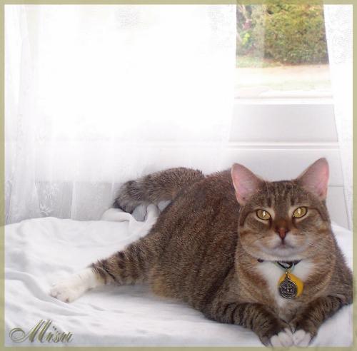 Pretty Misu - my cat