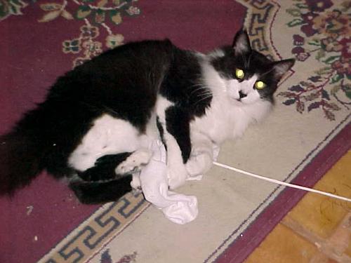 Joe and my husband's sock. - Joe has become addicted to my husband's dirty socks. He likes tham better than catnip!