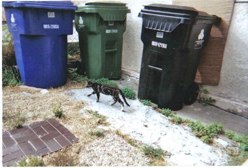 The departed chuckles the cat - This was my favorite of the three feral kittens we had.  I named him chuckles, like the clown and he died a few weeks ago.