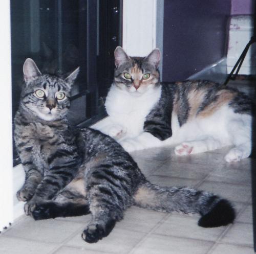 pets - tiger and a past kitty(putput)