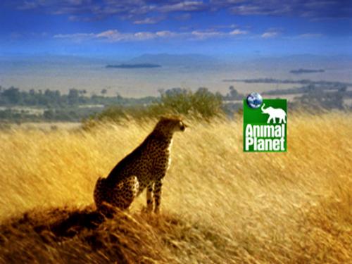 Animal Planet - Animal Planet reflects mankind's eternal fascination with the creatures that share our world.