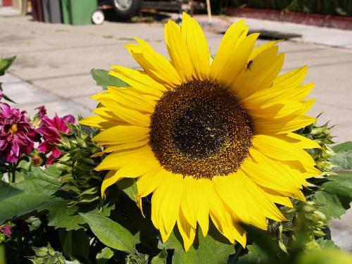 hope - The flower of hope