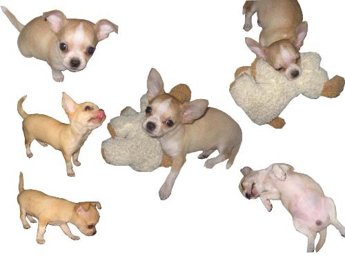 Chi - my lovable pet chis