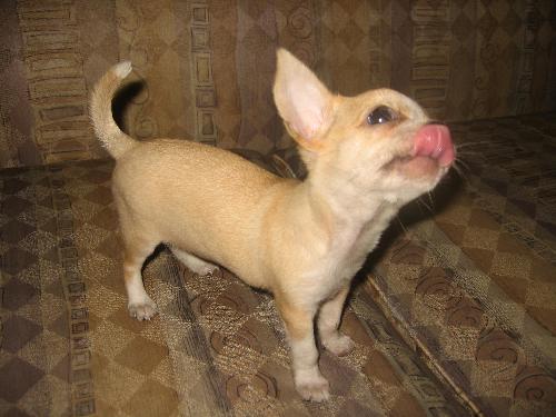 chi - my lovable chi pup